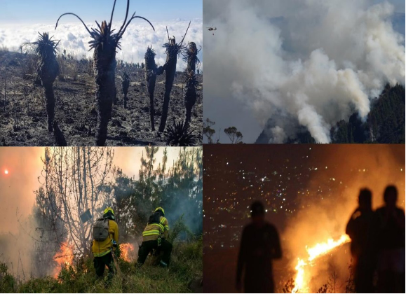 Un collage de imágenes de personas e incendios.