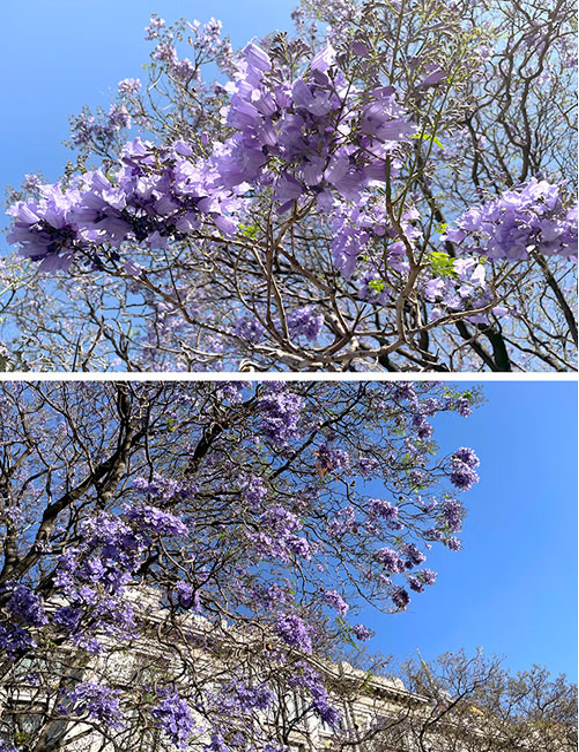 Dos fotografías de un árbol con flores de color violeta.