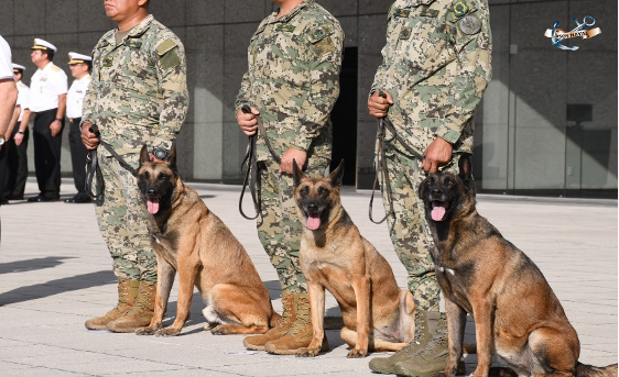 Tres soldados con uniformes de camuflaje están de pie con tres perros atados en un escenario al aire libre. Al fondo se ve a otros miembros del personal uniformado.