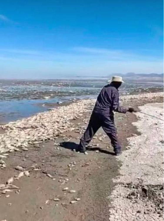 Una persona con sombrero y mono utiliza una herramienta para manipular una gran cantidad de peces muertos en una costa arenosa y fangosa bajo un cielo despejado.