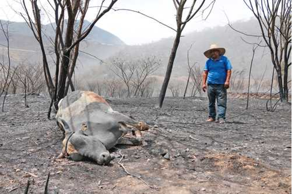 Un granjero junto a una vaca muerta en un campo quemado despuÃ©s de un incendio forestal.