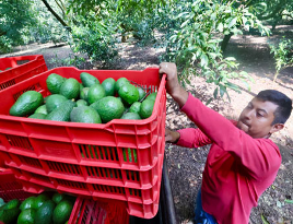 Un trabajador levanta una caja roja llena de aguacates en un huerto.