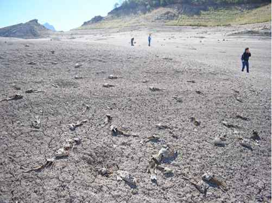 Gente caminando sobre el lecho de un lago seco y agrietado, lleno de restos de peces, con colinas al fondo.