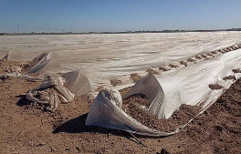 Láminas de plástico cubren hileras de campos agrícolas, con algunas secciones levantadas y tierra visible debajo, todo ello bajo un cielo azul claro.