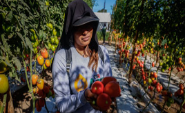 Una persona con sombrero cosecha tomates maduros en un invernadero, rodeado de hileras de plantas de tomates.