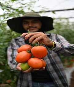 Una persona con un sombrero de ala ancha y una camisa a cuadros sostiene un montÃ³n de tomates maduros en un invernadero.