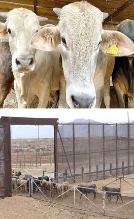 Arriba: Primer plano de ganado en un corral. Abajo: Ganado agrupado cerca de un cercado al aire libre, con una puerta y un terreno abierto al fondo.